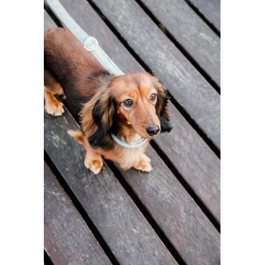 Trela curta de lã para cão Kentucky Trela curta de lã para cão Kentucky