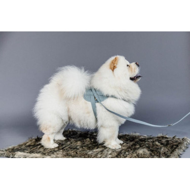 Trela curta de lã para cão Kentucky Trela curta de lã para cão Kentucky