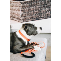 Laisse Soft Rubber Kentucky Laranja néon