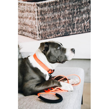 Laisse Soft Rubber Kentucky Laranja néon Laisse Soft Rubber Kentucky Laranja néon