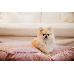 Almofada para cão Velvet Kentucky Rosa velho Almofada para cão Velvet Kentucky Rosa velho