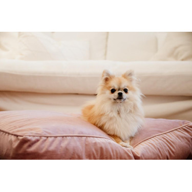 Almofada para cão Velvet Kentucky Rosa velho Almofada para cão Velvet Kentucky Rosa velho