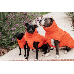 Casaco de inverno para cão Pina Kentucky Casaco de inverno para cão Pina Kentucky
