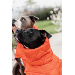 Casaco de inverno para cão Pina Kentucky Casaco de inverno para cão Pina Kentucky