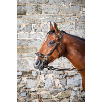 Bridon Hackamore D Collection by Dy'on Preto
