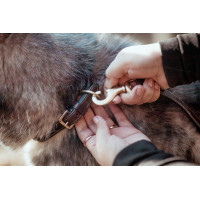 Halsband Voor Hond Met Decoratieve Stiksels Dy'on Castanho