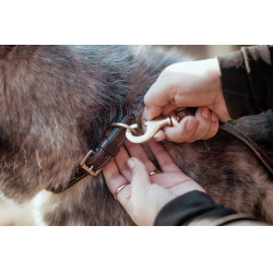 Halsband Voor Hond Met Decoratieve Stiksels Dy'on Halsband Voor Hond Met Decoratieve Stiksels Dy'on