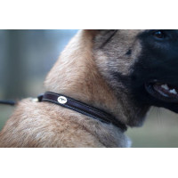 Halsband Voor Hond Met Decoratieve Stiksels Dy'on Castanho Halsband Voor Hond Met Decoratieve Stiksels Dy'on Castanho