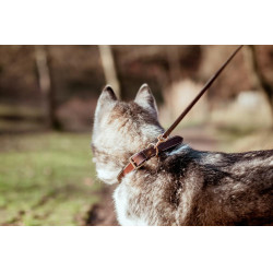 Coleira Para Cão Couro Plano Dy'on Castanho