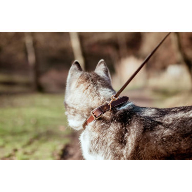 Coleira Para Cão Couro Plano Dy'on Castanho