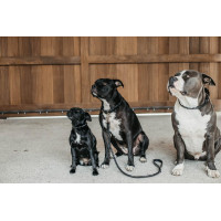 Trela trançada para cão Dy'on Preto