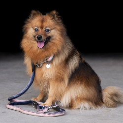 Coleira para cão HV Polo Franka Rope Marinho / rosa Azul