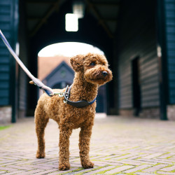 Coleira para cão HV Polo Franka Rope Marinho / rosa Azul