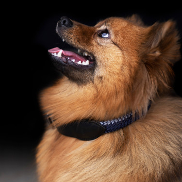 Coleira para cão HV Polo Franka Rope Cinza nuvem / azul-marinho Cinzento