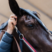 Cabeçada Kingsland Classic com Polartec Marinho Azul-marinho