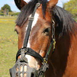 Cesto Greenguard Preto Cesto Greenguard Preto