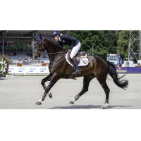 Tapete LeMieux Prosport close contact square - algodão Branco