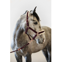 Cabresto e Guia Harcour Holly Violeta