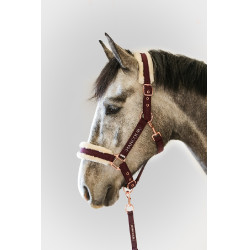 Cabresto e Guia Harcour Holly Violeta