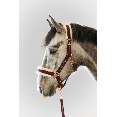 Cabresto e Guia Harcour Holly Violeta