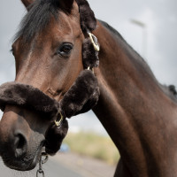 Cabresto B Vertigo Tremblant lã de carneiro verdadeira Castanho Cabresto B Vertigo Tremblant lã de carneiro verdadeira Castanho