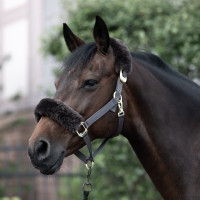 Cabezada B Vertigo Loureiro lã verdadeira Castanho Cabezada B Vertigo Loureiro lã verdadeira Castanho