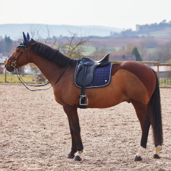 Almofada de sela de dressage Zurich Almofada de sela mista Zurich B Vertigo Almofada de sela de dressage Zurich Almofada de sela mista Zurich B Vertigo