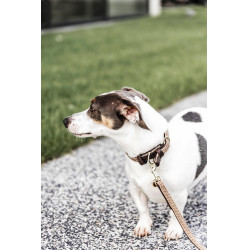 Trela para cão de nylon entrançado 120 cm Kentucky Bege Trela para cão de nylon entrançado 120 cm Kentucky Bege