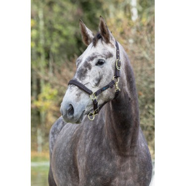 Cabeçada para cavalo Royal Covalliero Marrom / azul claro Castanho