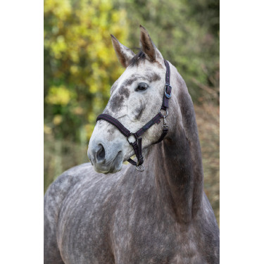 Cabeçada para cavalo Royal Covalliero Preto / fúcsia