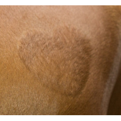 Pochoir de tonte Kerbl Pochoir de tonte Kerbl