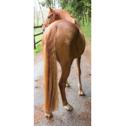 Pochoir de tonte Kerbl Pochoir de tonte Kerbl