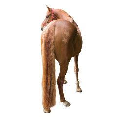 Pochoir de tonte Kerbl Pochoir de tonte Kerbl