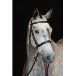 Bridon Collegiate Cavesse IV Castanho