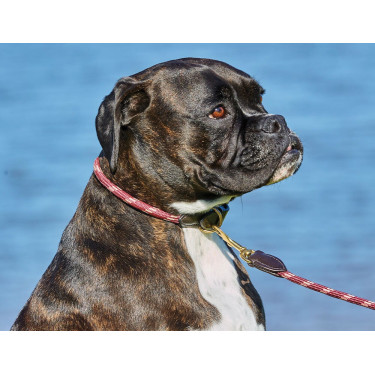 Coleira para cão Weatherbeeta de couro e corda Coleira para cão Weatherbeeta de couro e corda
