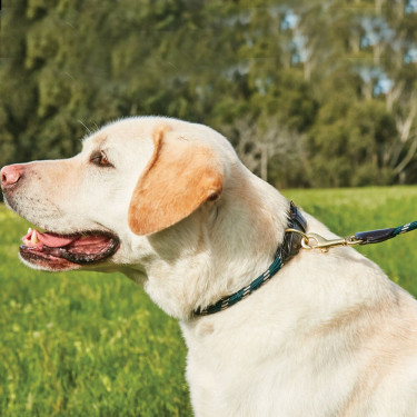 Coleira para cão Weatherbeeta de couro e corda Verde caçador / castanho