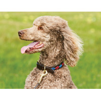 Coleira para cão Weatherbeeta couro Polo Cowdray castanho / preto / vermelho / branco Multicolor