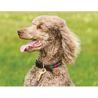 Coleira para cão Weatherbeeta couro Polo Castanho beaufort / rosa / azul