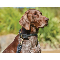 Coleira para cão Weatherbeeta couro redondo Preto