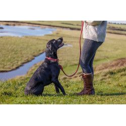 Coleira para cão Weatherbeeta couro redondo Bordéus Bord&amp;amp;amp;amp;amp;ocirc;
