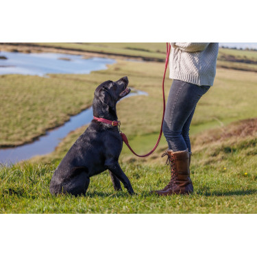 Coleira para cão Weatherbeeta couro redondo Bordéus Bord&amp;amp;amp;amp;amp;ocirc;