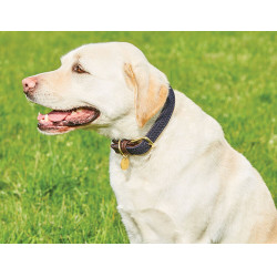 Coleira para cão Weatherbeeta de couro trançado Marrom / azul-marinho Castanho