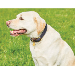 Coleira para cão Weatherbeeta de couro trançado Marrom / azul-marinho Castanho