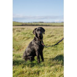 Coleira para cão Weatherbeeta de couro trançado Marrom / azul-marinho Castanho