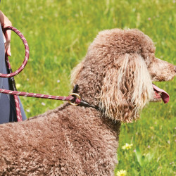 Trela para cão Weatherbeeta de couro e corda Trela para cão Weatherbeeta de couro e corda