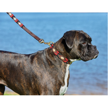 Coleira para cão Weatherbeeta de couro Polo Coleira para cão Weatherbeeta de couro Polo