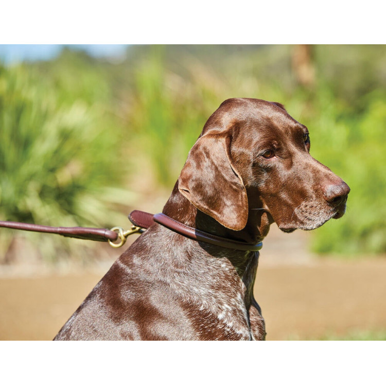 Coleira para cão Weatherbeeta de couro redondo