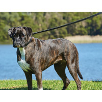 Laisse pour chien Weatherbeeta en cuir Noir