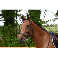 Bridon Hackamore Jump'In week Preto