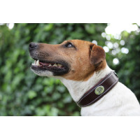 Coleira para cão Jump'In Mogno Bord&amp;ocirc;